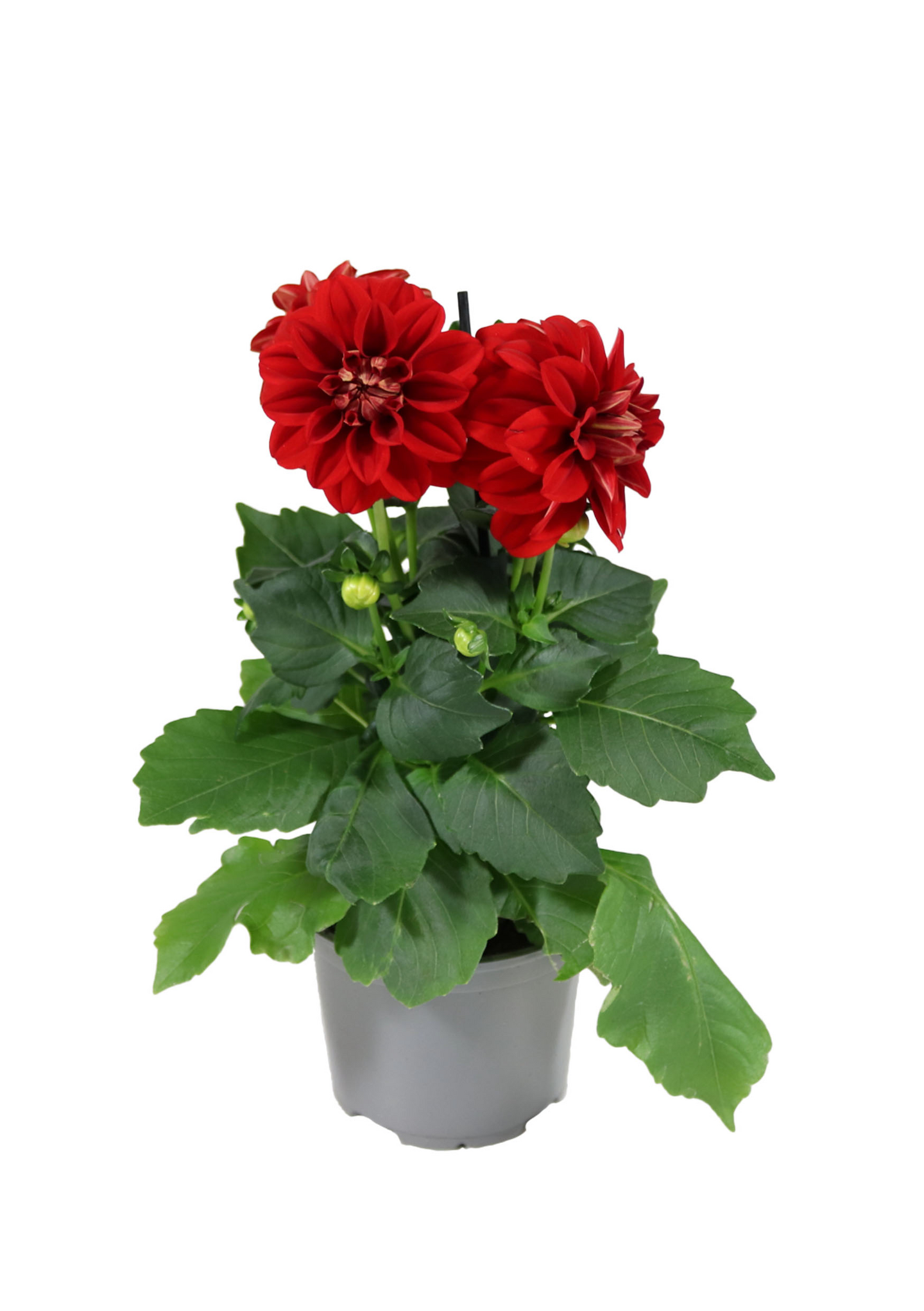 Daalia Labella Medio mix 12cm ruukku