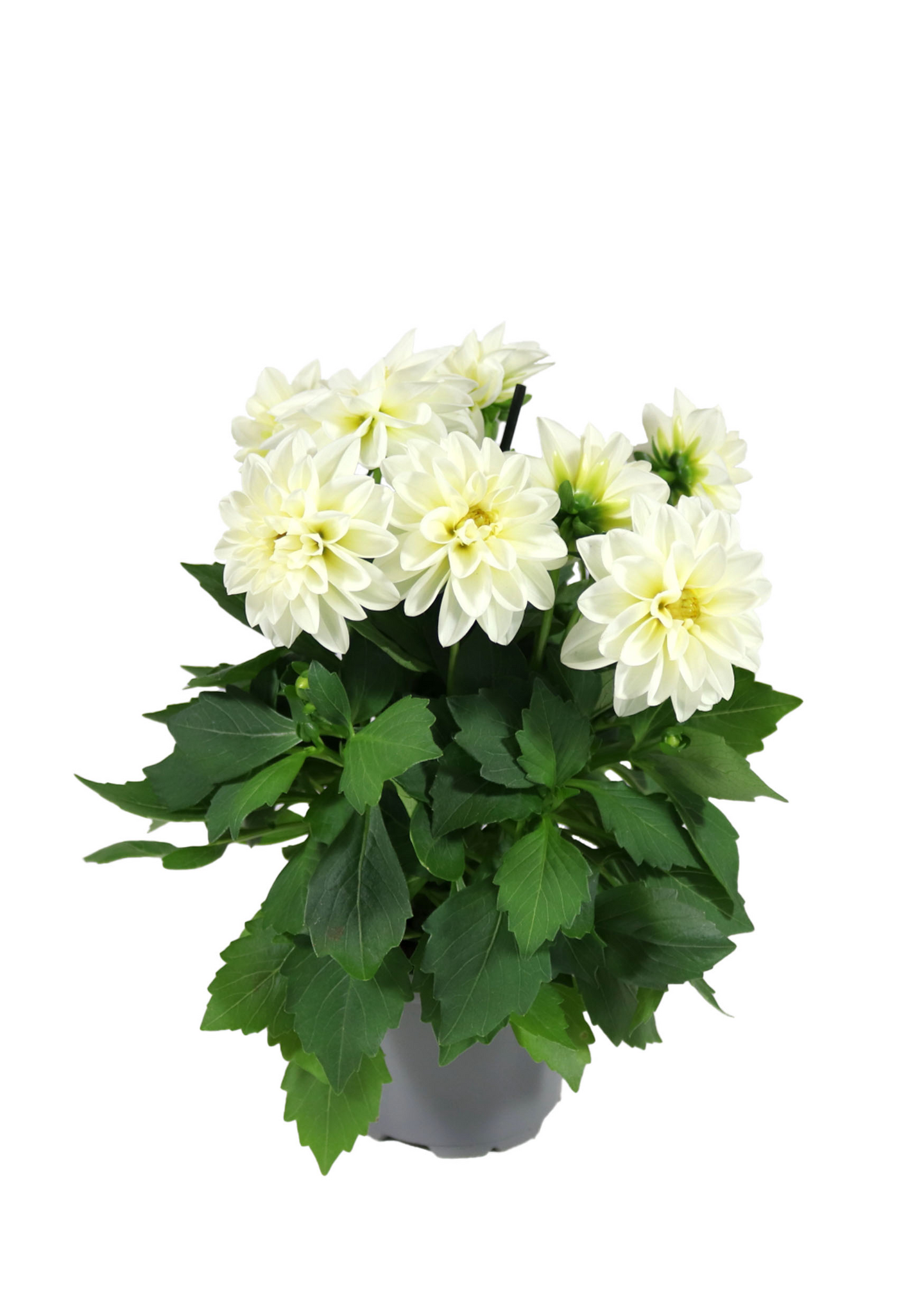 Daalia Labella Medio mix 12cm ruukku