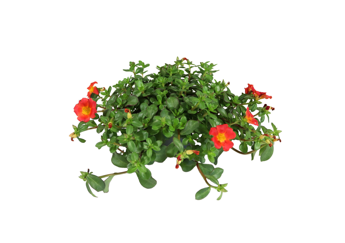 Portulakka 12cm ruukku