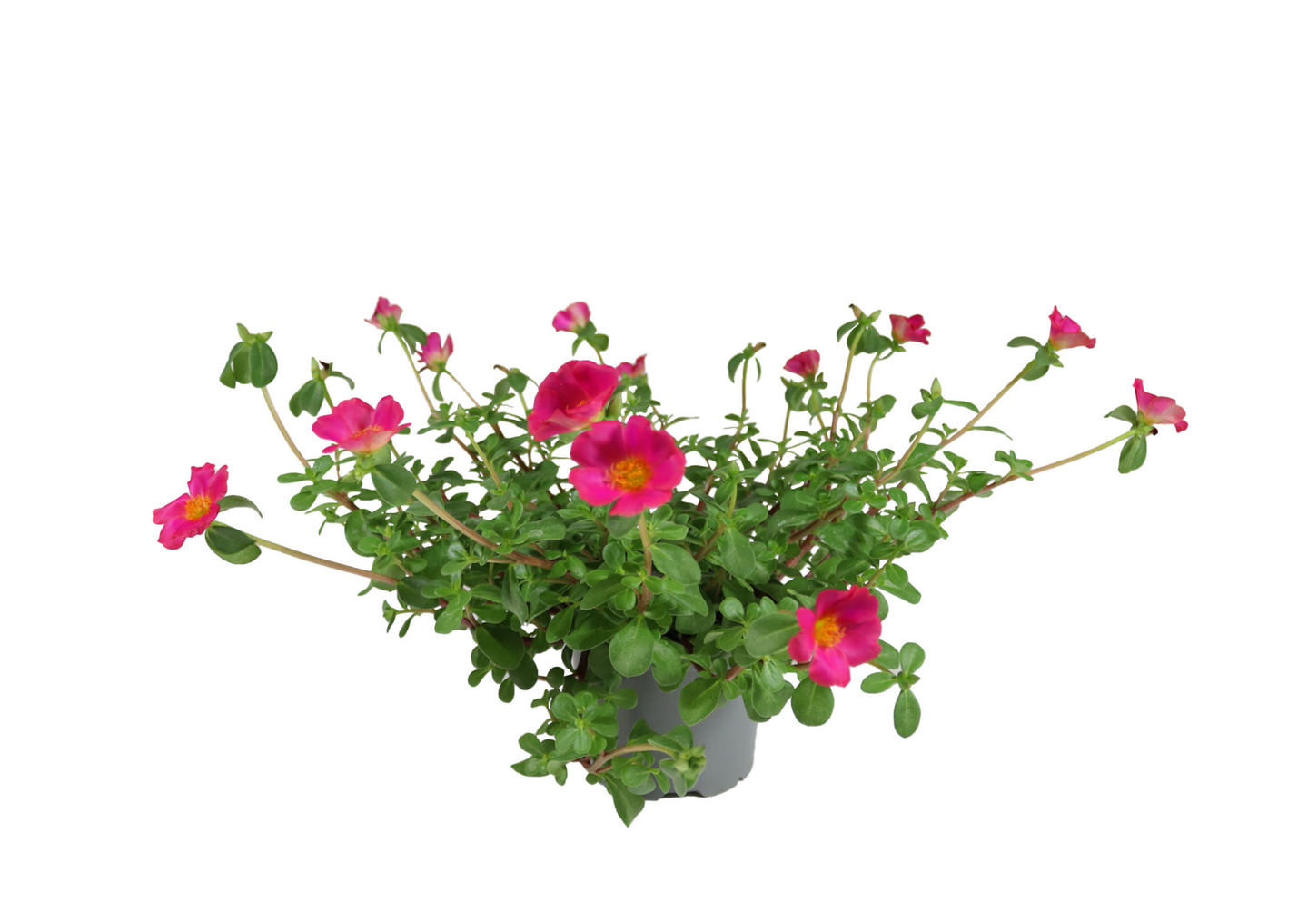 Portulakka 12cm ruukku