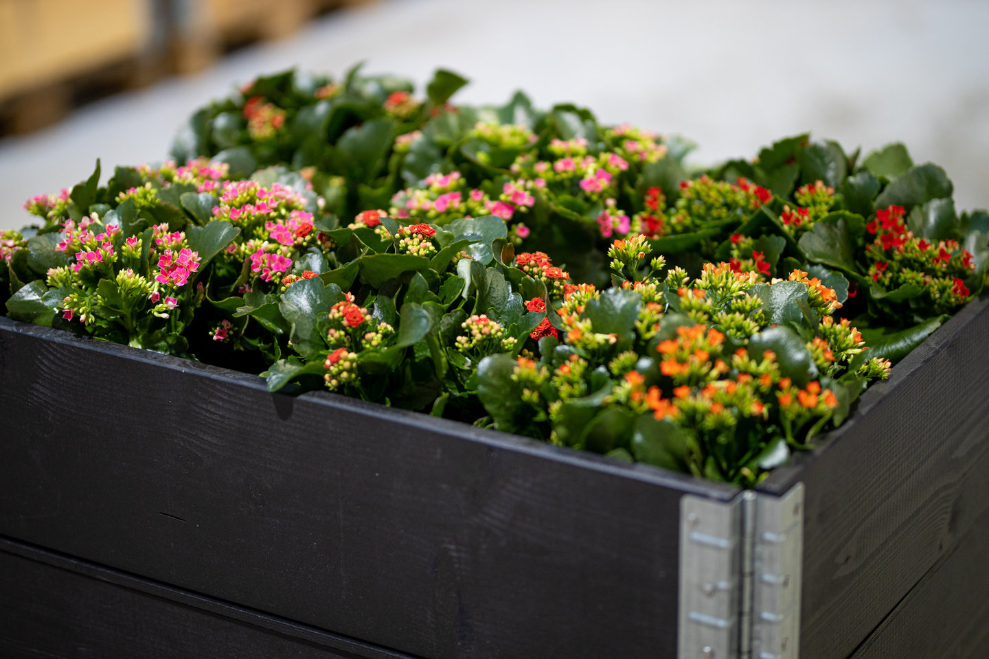 ODLINGSKRAGE 80X60CM SVART GOODIY