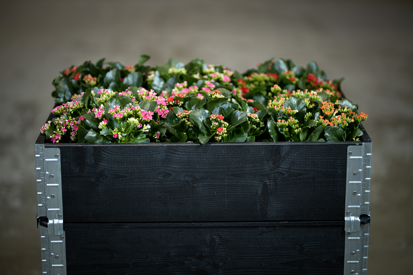 ODLINGSKRAGE 80X60CM SVART GOODIY