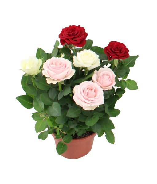 Ruusu Trio Mix 14cm ruukku