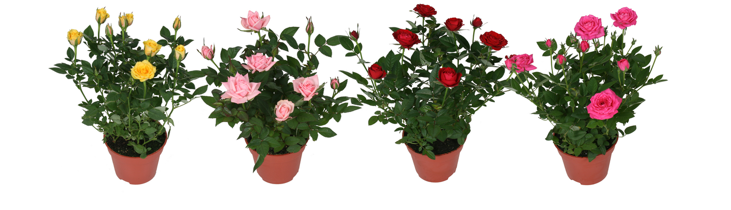 Miniruusu mix 10,5cm ruukku