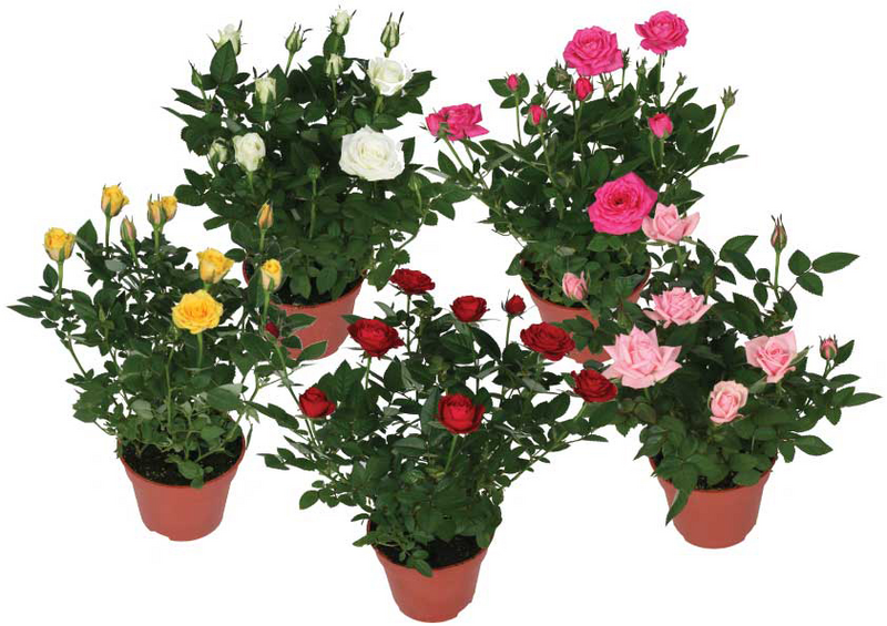 Miniruusu mix 10,5cm ruukku