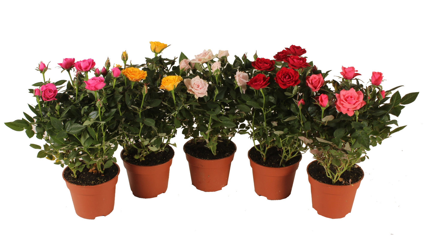 Miniruusu mix 10,5cm ruukku