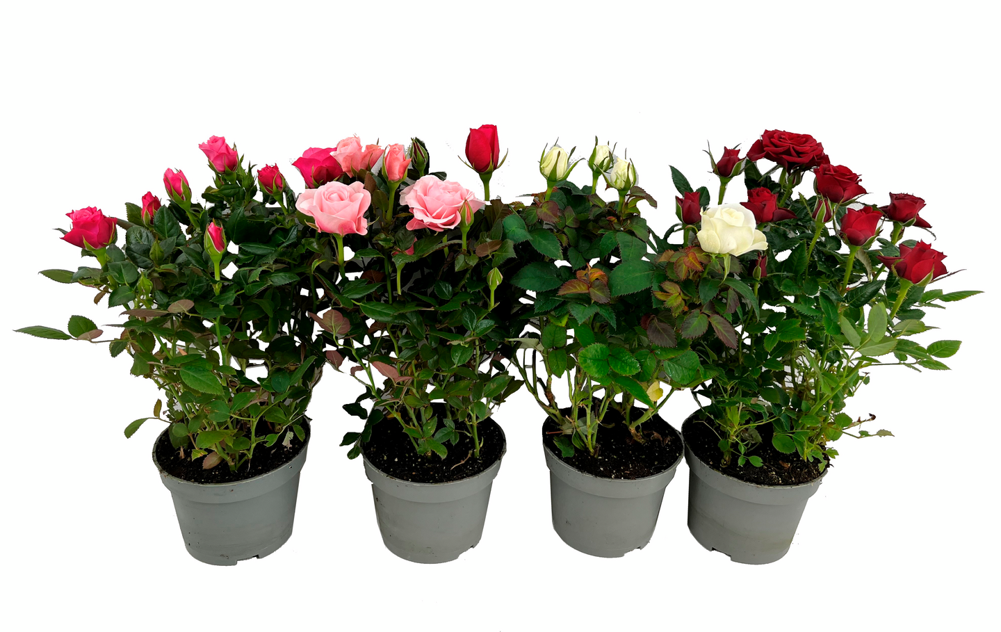 Miniruusu mix 10,5cm ruukku