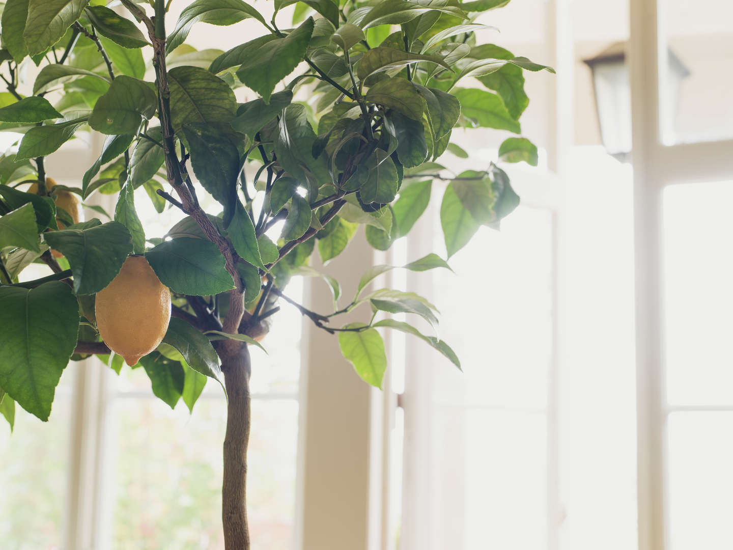 Kuitutapetti Boråstapeter Orangeri 5701 Citronträd 10,05m