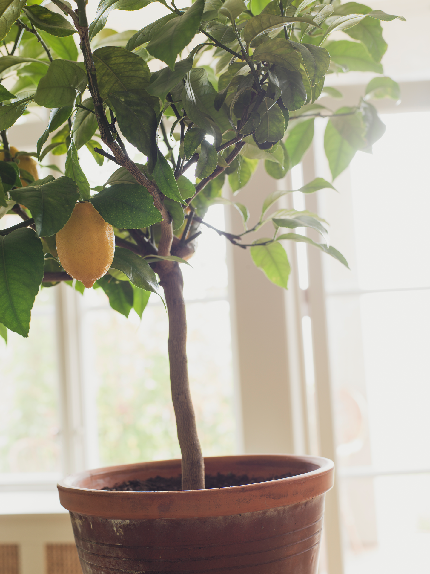 Kuitutapetti Boråstapeter Orangeri 5701 Citronträd 10,05m