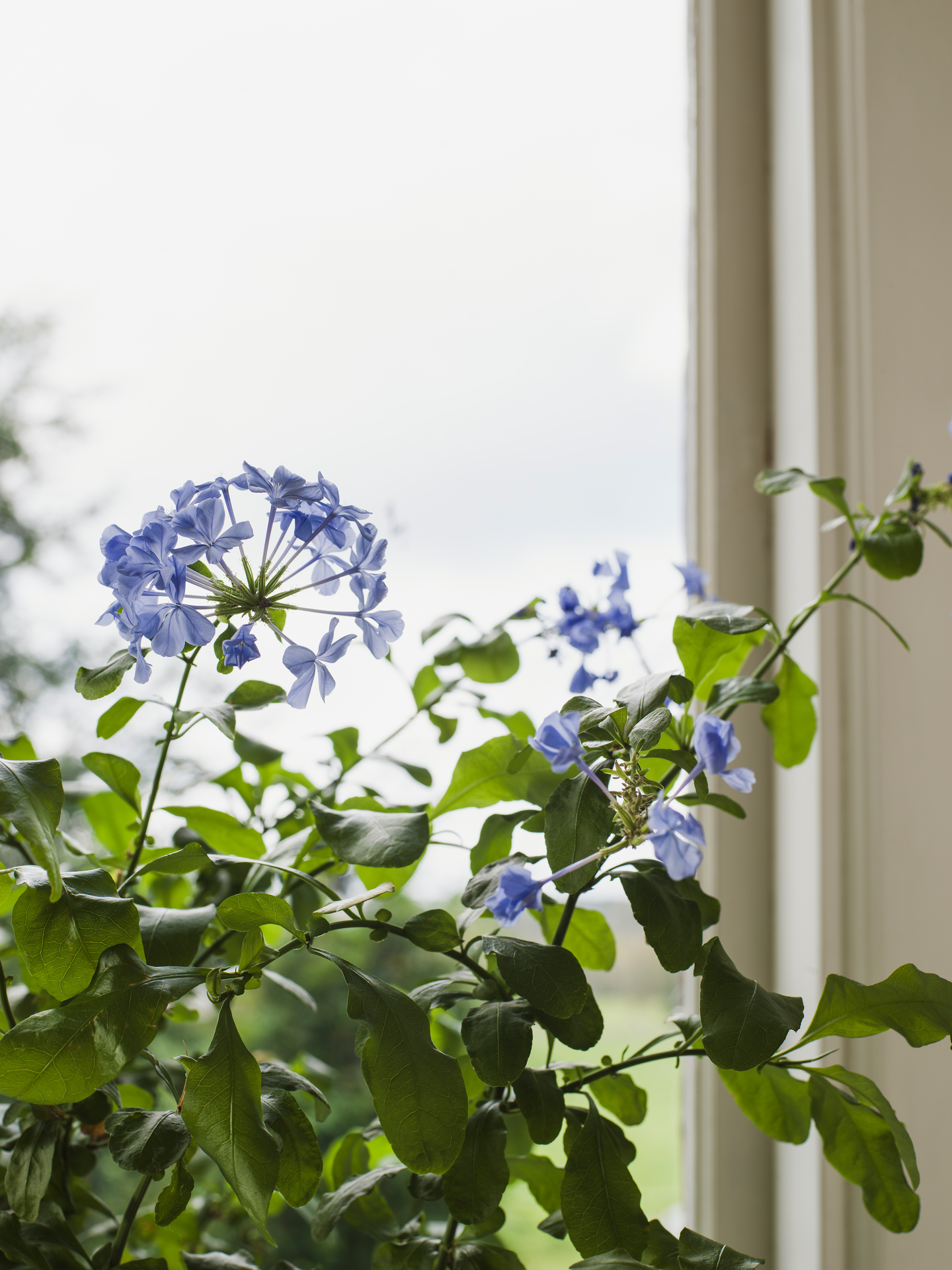 Kuitutapetti Boråstapeter Orangeri 5717 Myrten 10,05m