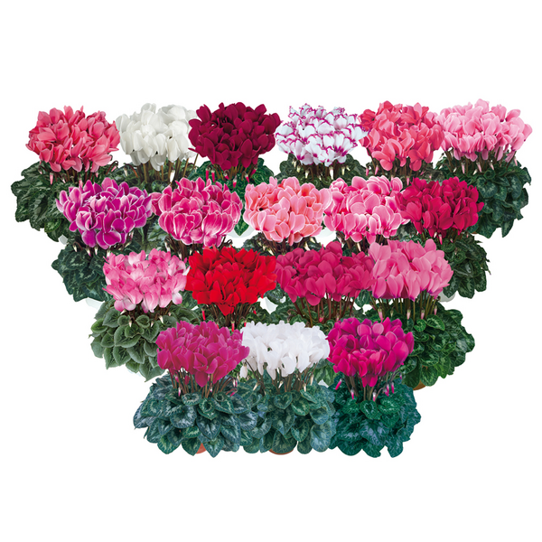 Syklaami 12cm ruukku