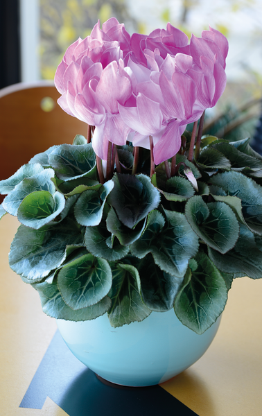 Syklaami 12cm ruukku