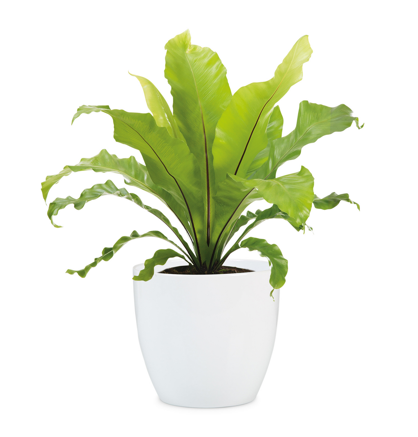 Sisäruukku Scheurich Alaska 19cm valkoinen