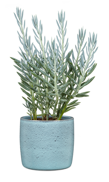 Ruukku Scheurich900/15cm sininen