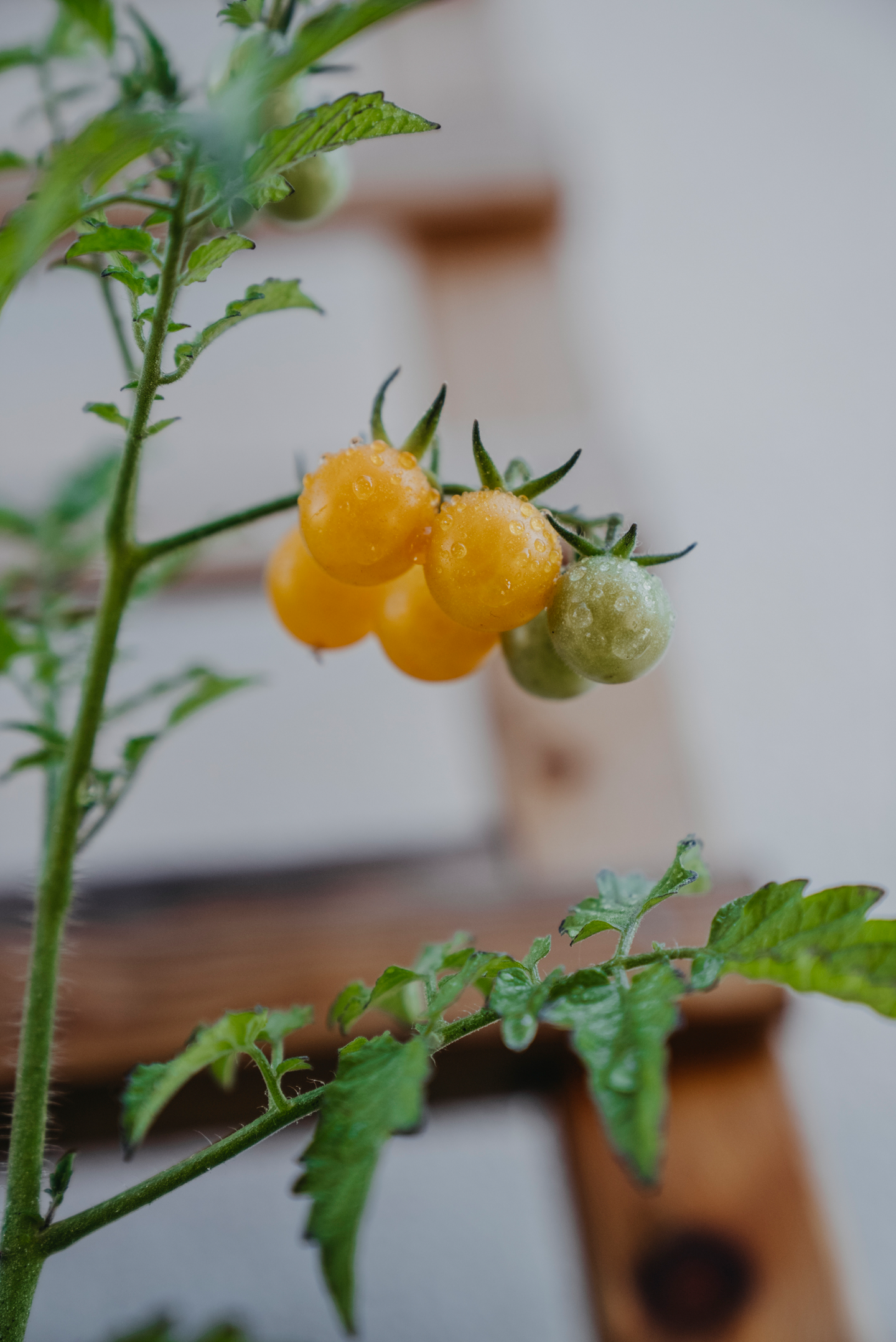 Tomaatti siemen Nelson Garden luomu 86370