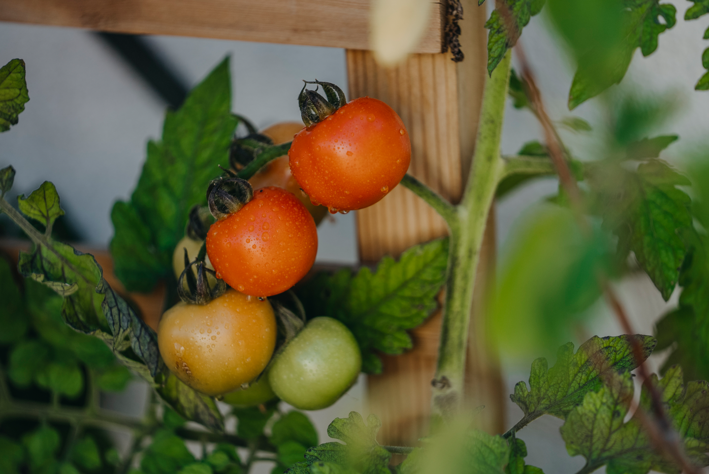 Tomaatti siemen Nelson Garden luomu Ella F1