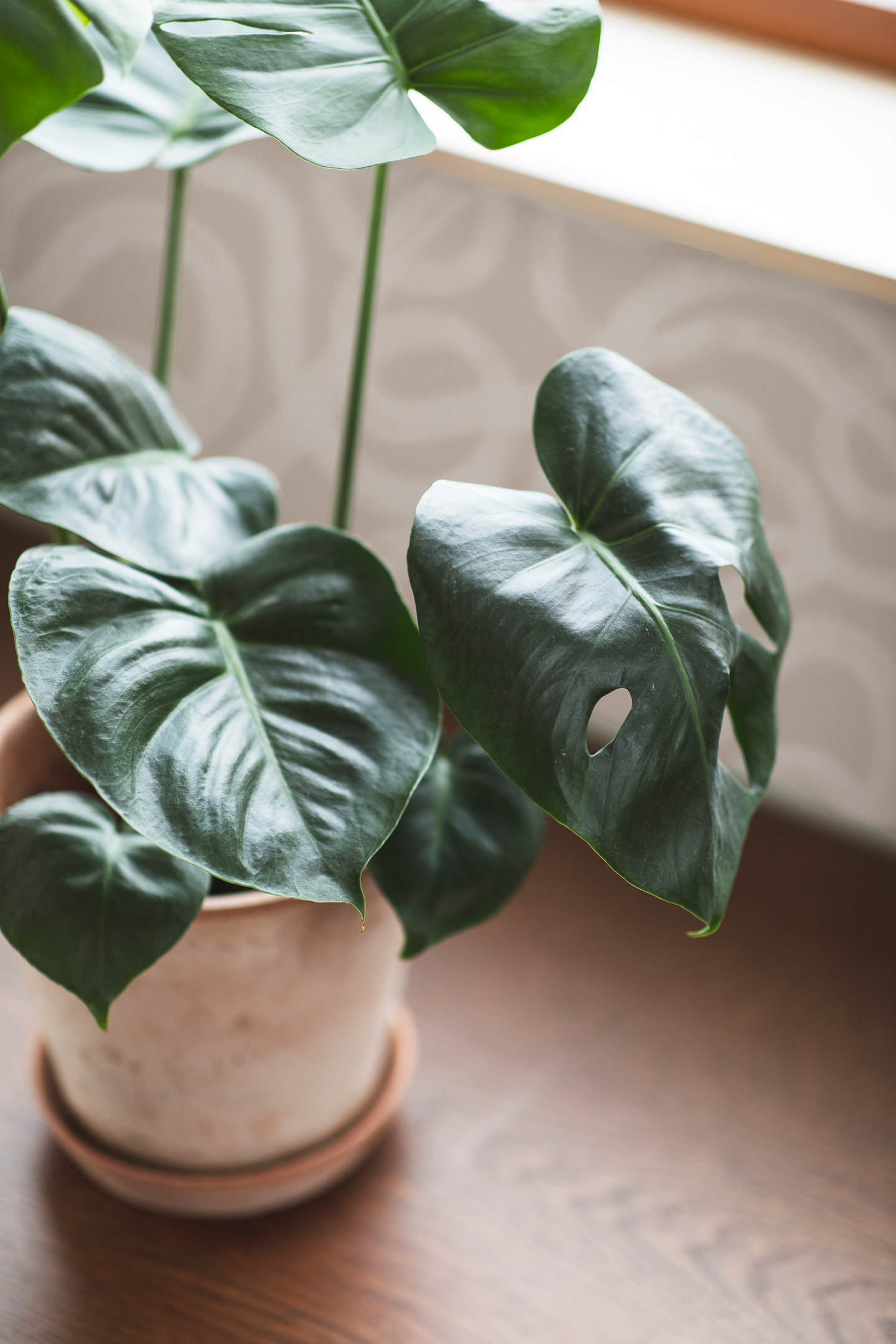 Kuitutapetti Boråstapeter Graphics Curve 4734 10,05m