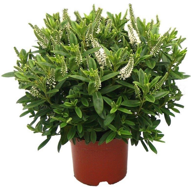 Pensastädyke Hebe Naughties 50cm 19cm ruukku