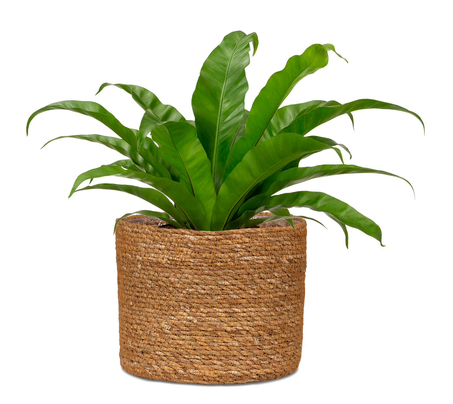 Koriruukku Scheurich 508/15 pähkinän ruskea