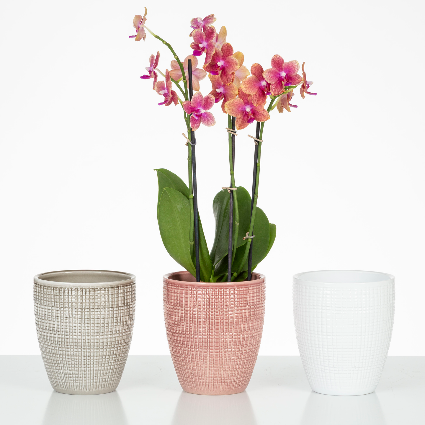 Orkidearuukku Scheurich 667/15 pinkki