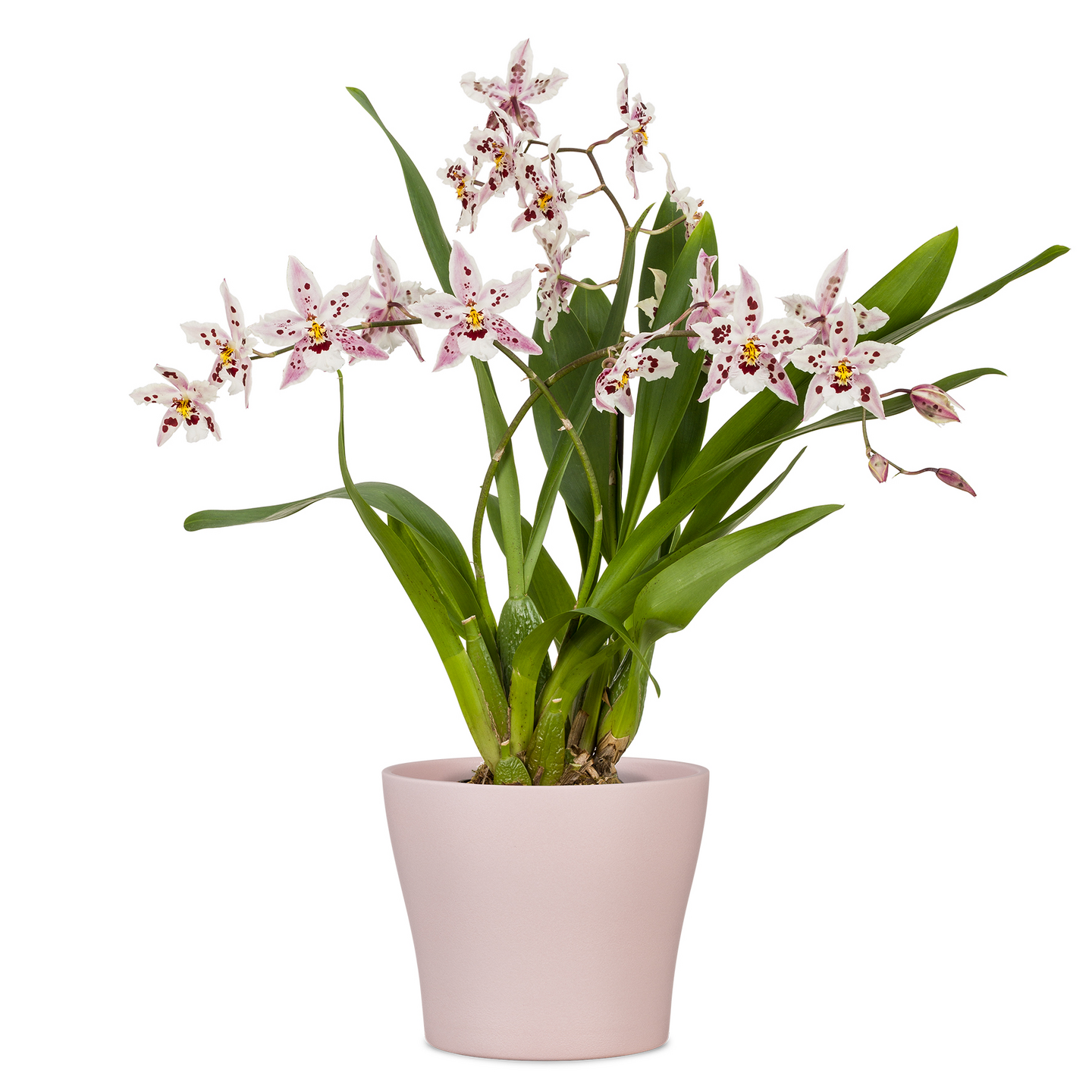 Ruukku Scheurich 808/11 Rose