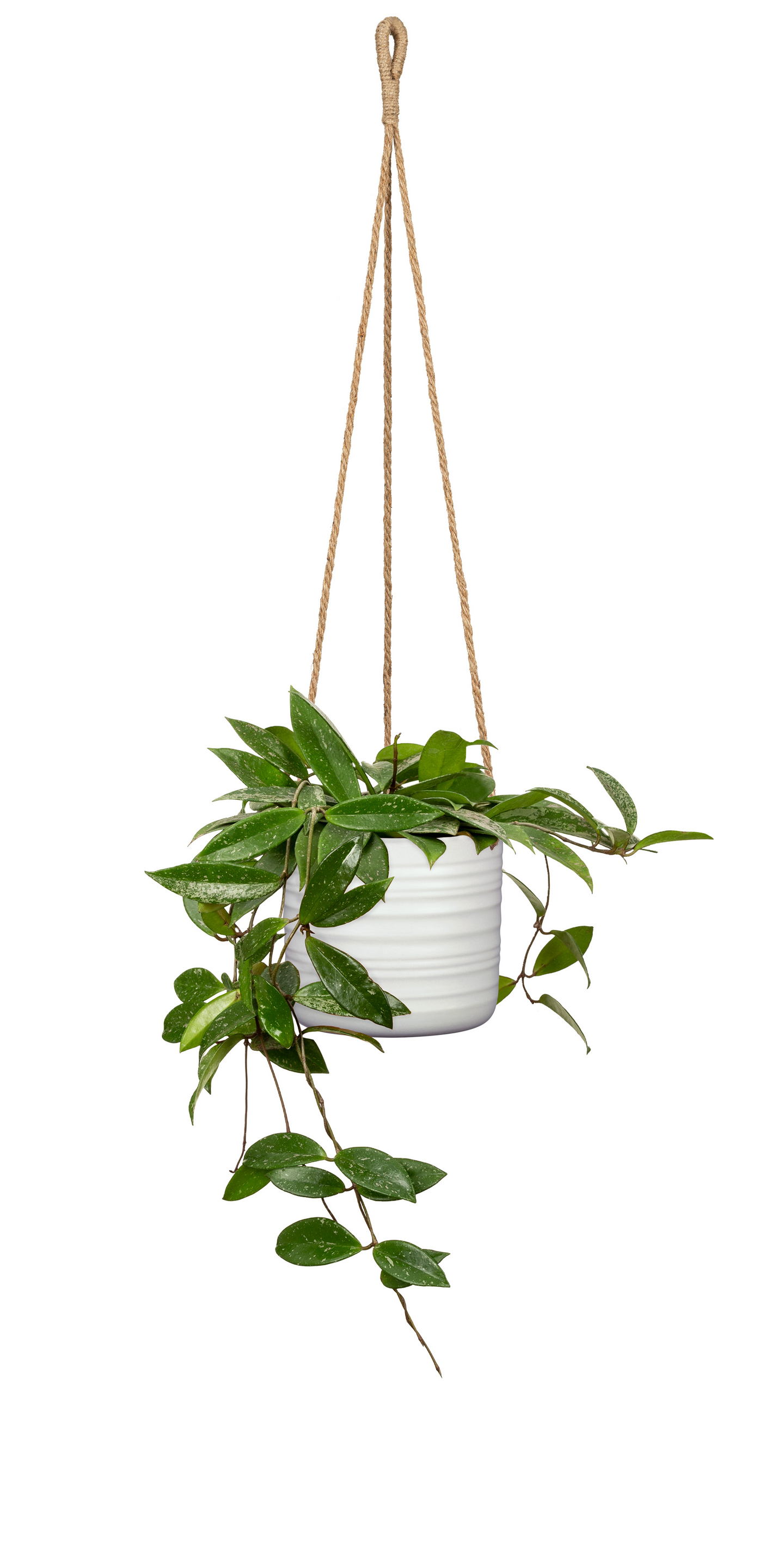 Amppeli Scheurich 450/17 l.valkoinen