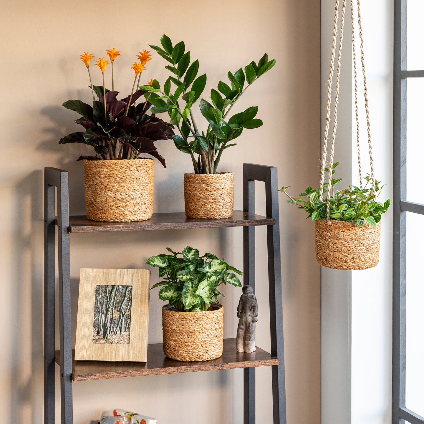 Koriruukku Scheurich 508/15 pähkinän ruskea