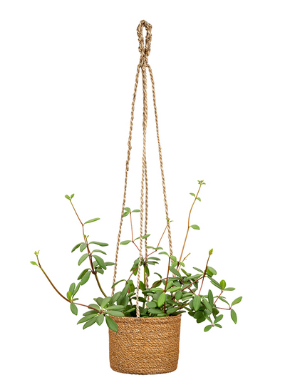 Koriamppeli Scheurich 509/15 pähkinän ruskea