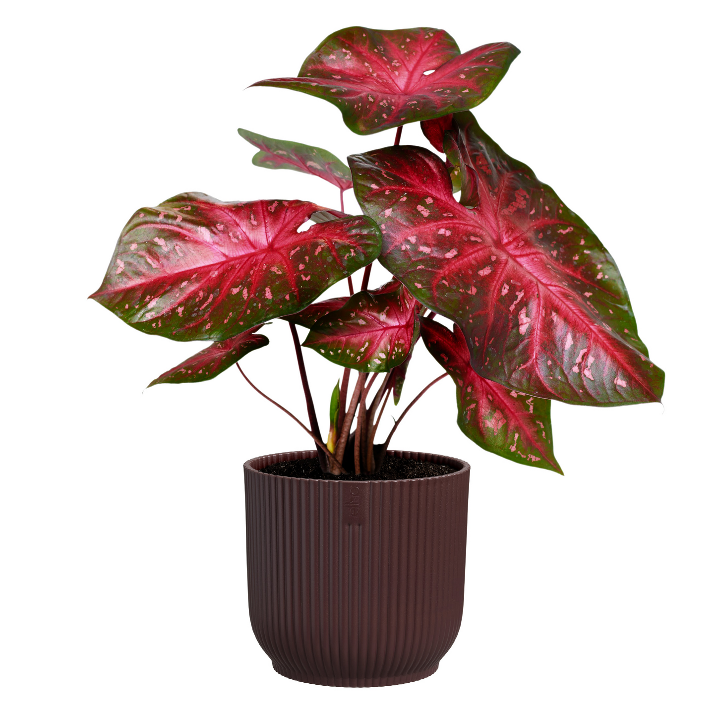 Ruukku Elho winery 14cm tumma punainen