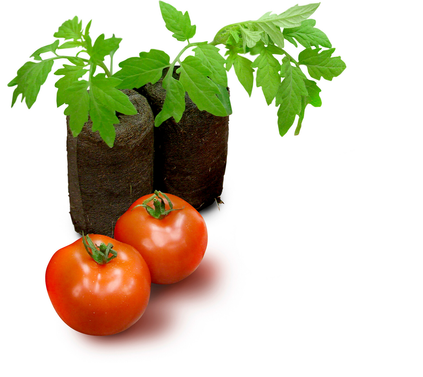 Turvepelletti Jiffy suuri 16kpl