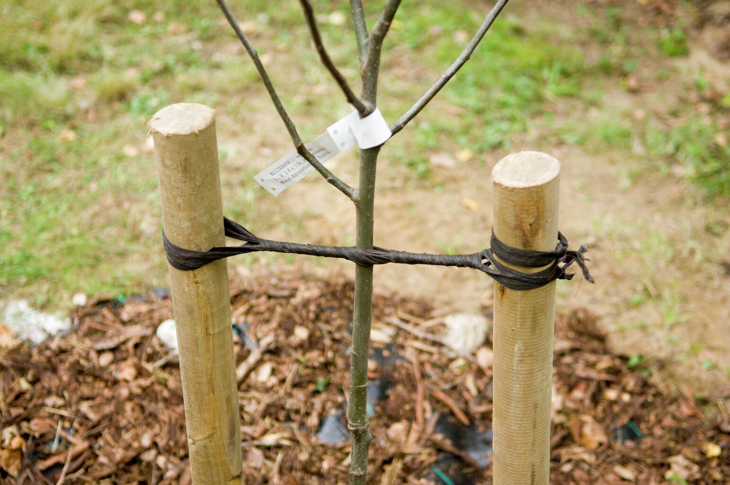 Tervanauha Tarha 10m