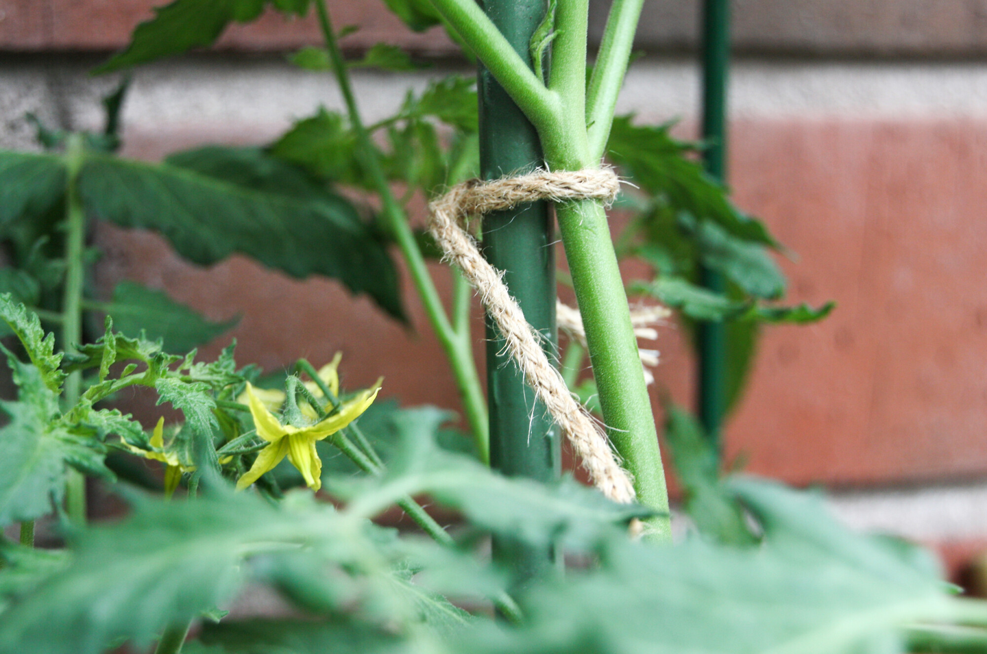 Tuentanaru juutti 5m