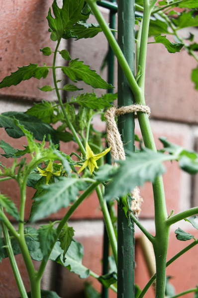 Tuentanaru juutti 5m