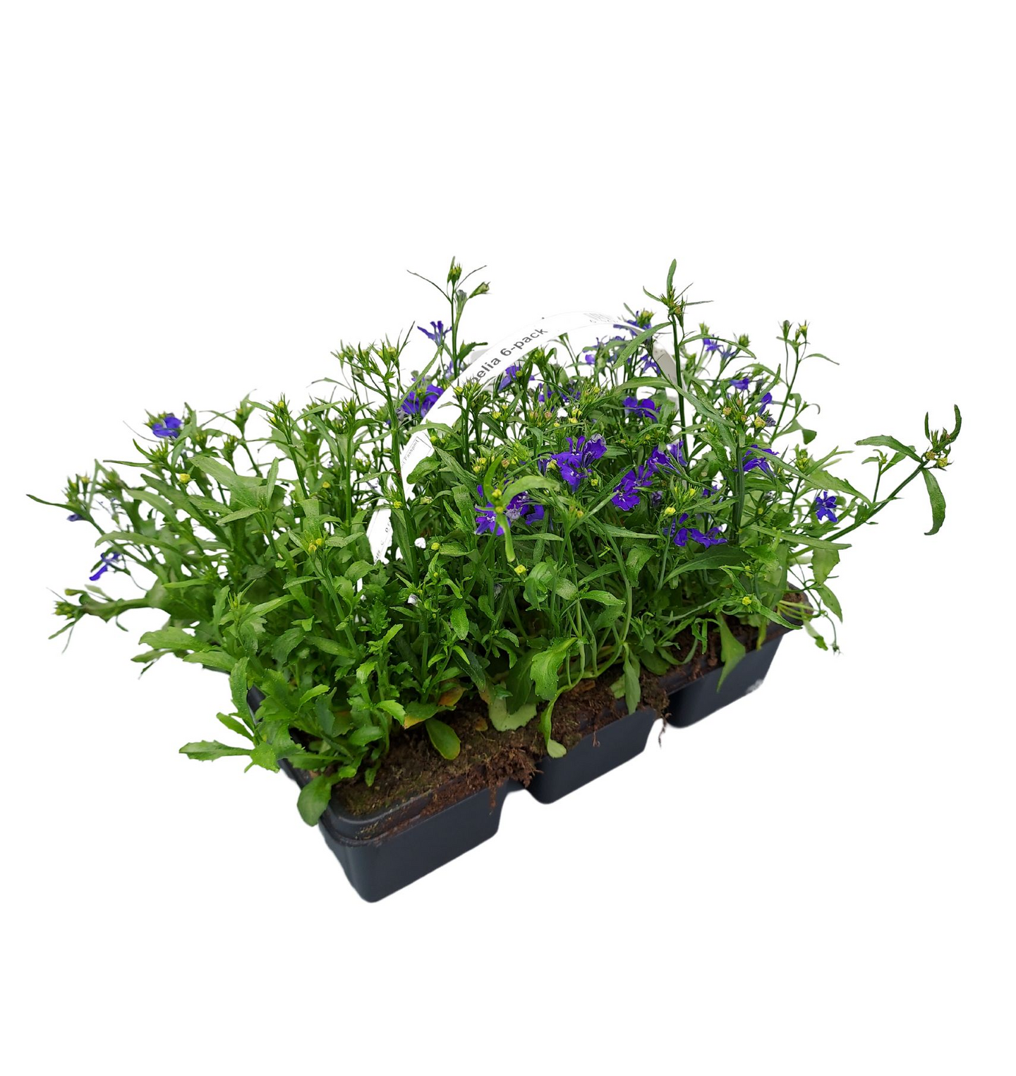 Lobelia 6-pack mix