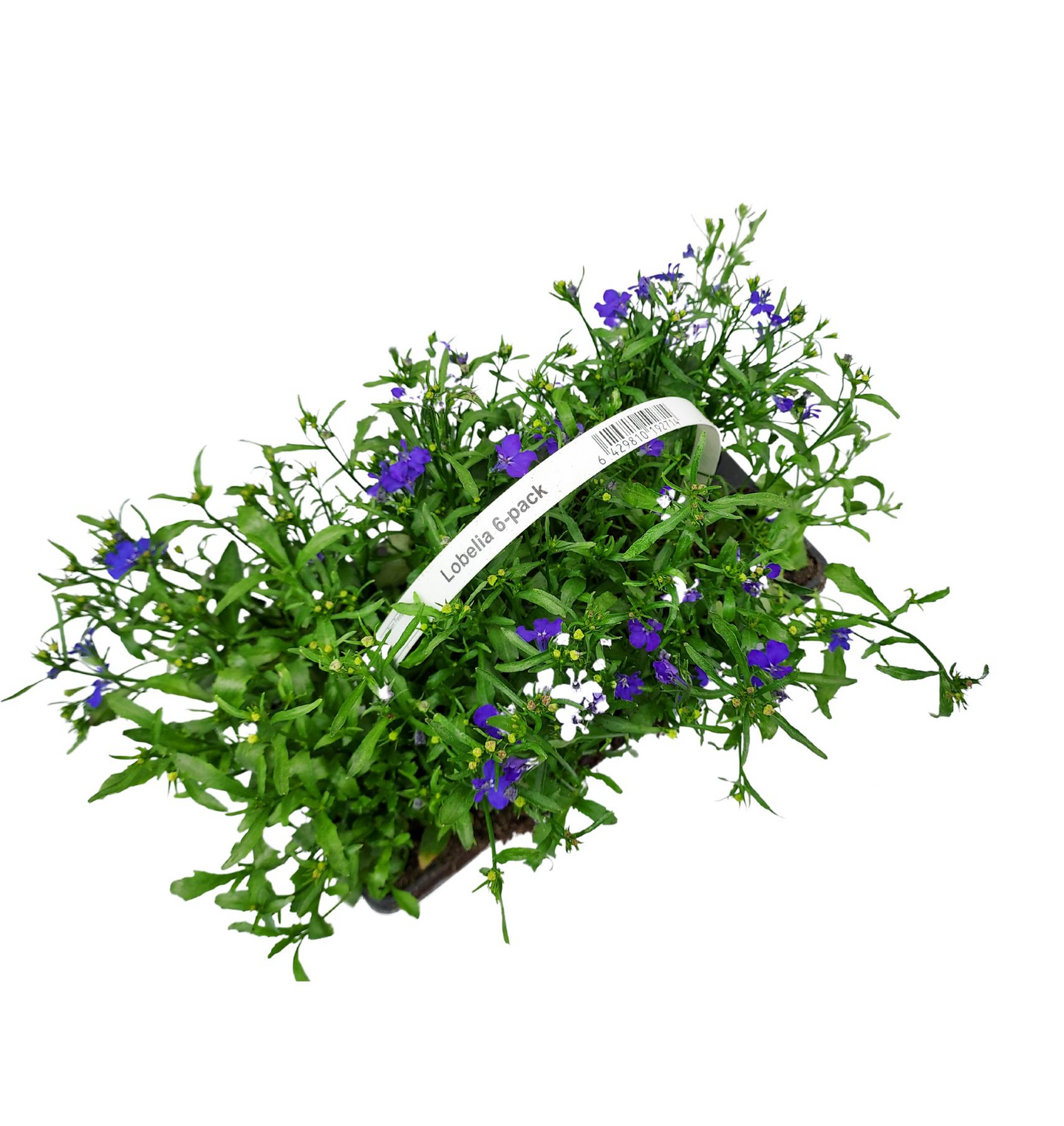 Lobelia 6-pack mix