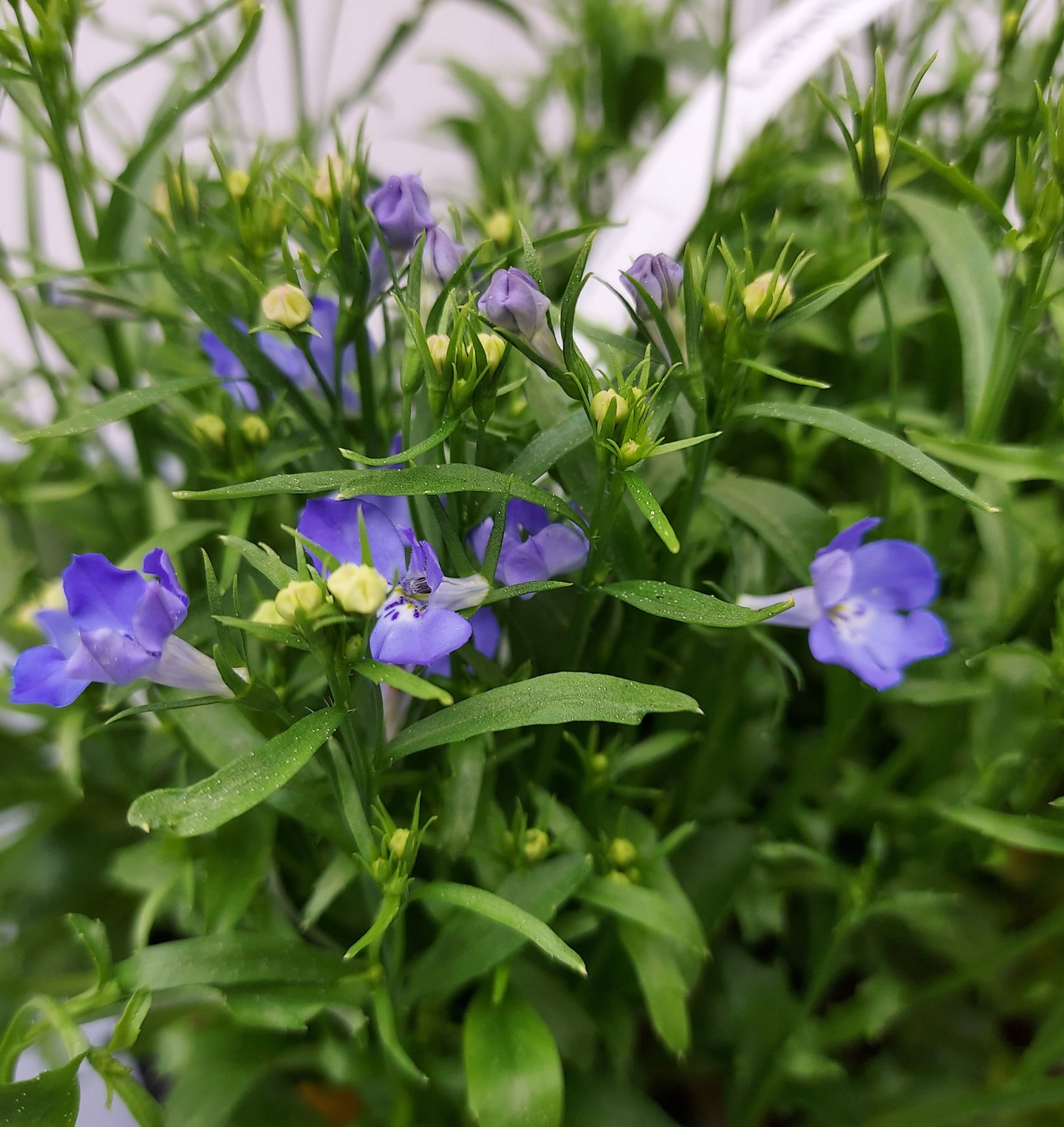 Lobelia 6-pack mix