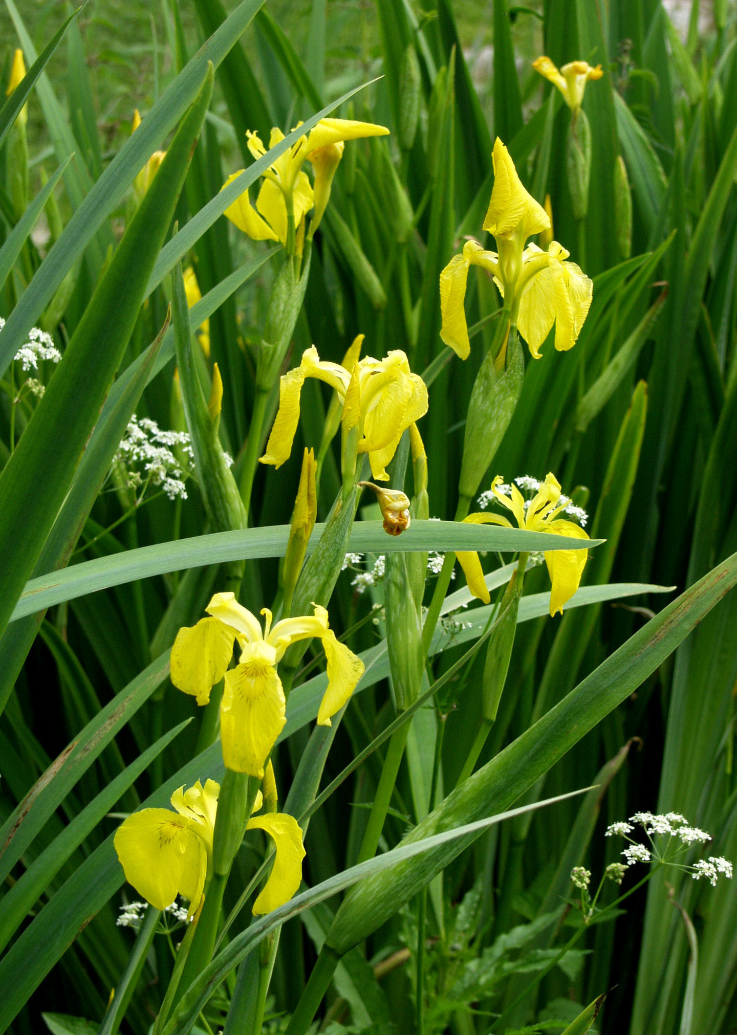 Keltakurjenmiekka Iris pseudacorus