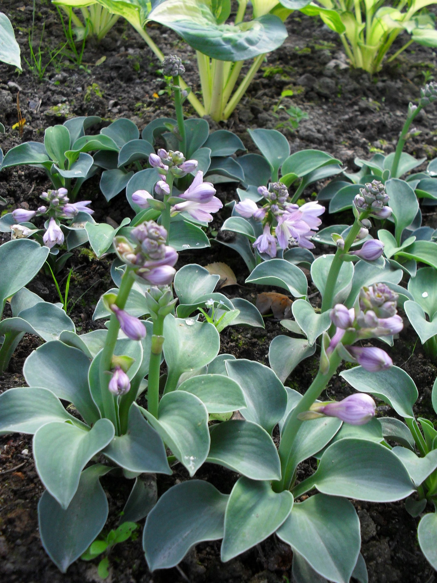 Jalokuunlilja Hosta Blue Mouse Ears