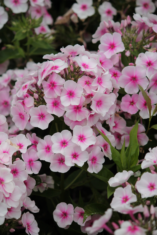 Syysleimu Phlox paniculata Soft Pink