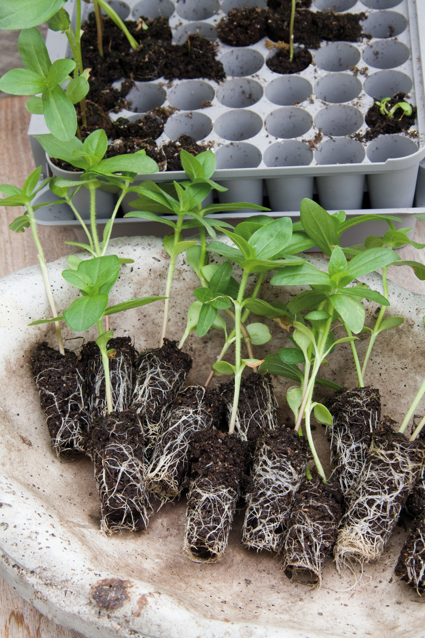 MINIDRIVHUS NELSON GARDEN PLUGGBOX