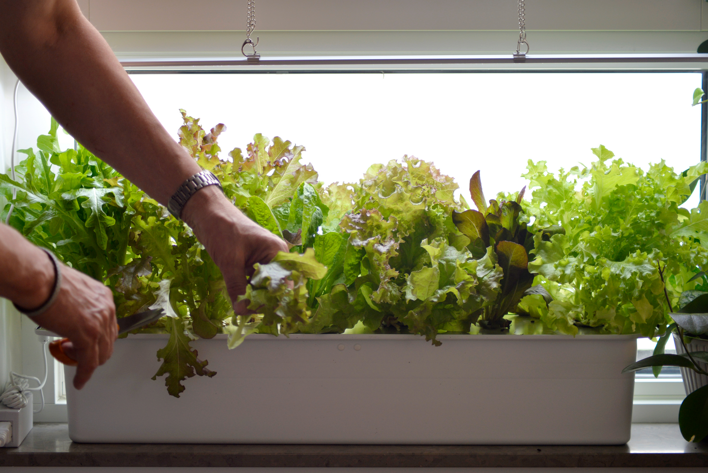 HARVY NELSON GARDEN HYDROPONISK ODLING,, VITT LOCK KIT