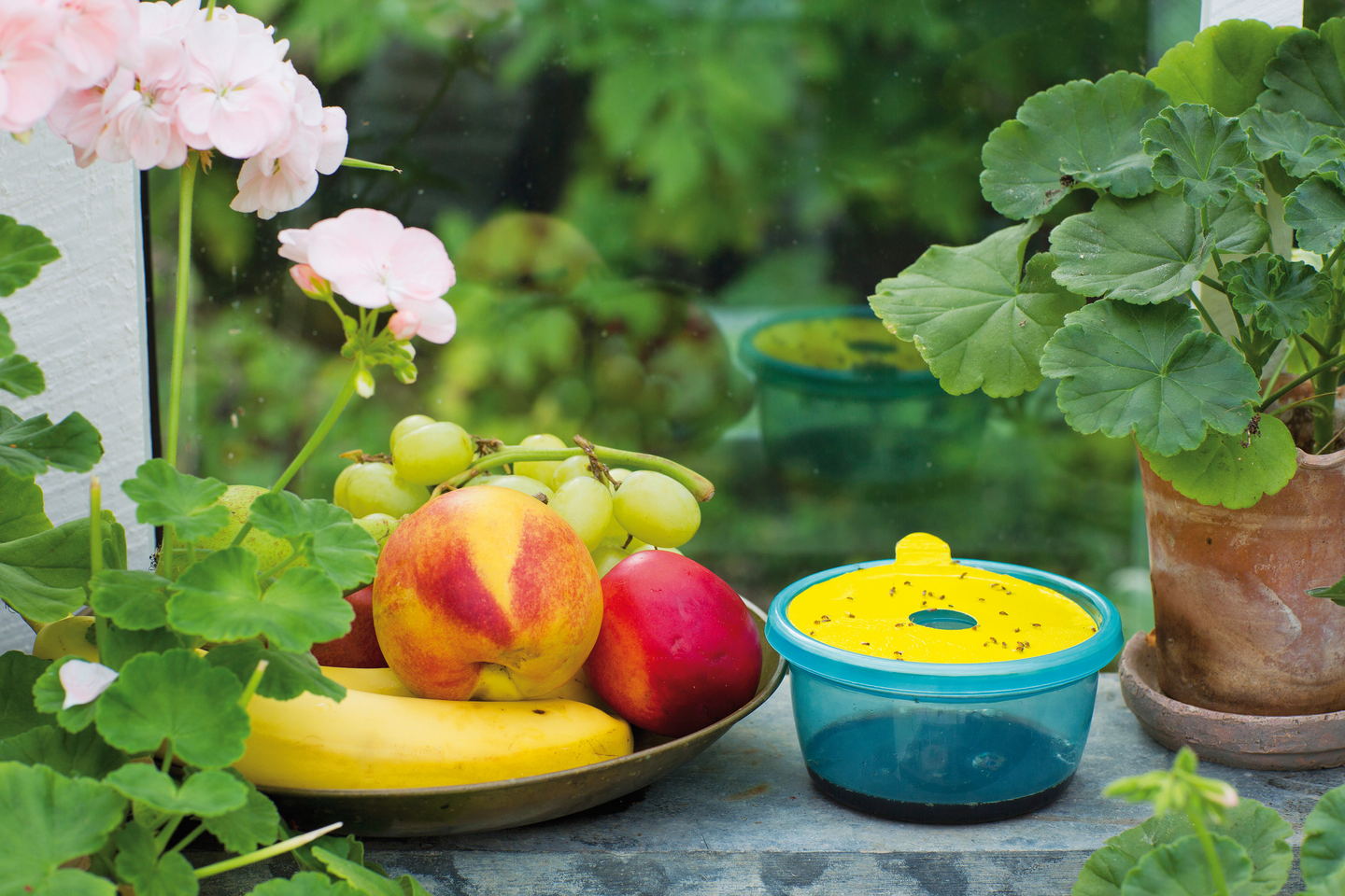 BANANFLUGEFÄLLA NELSON GARDEN