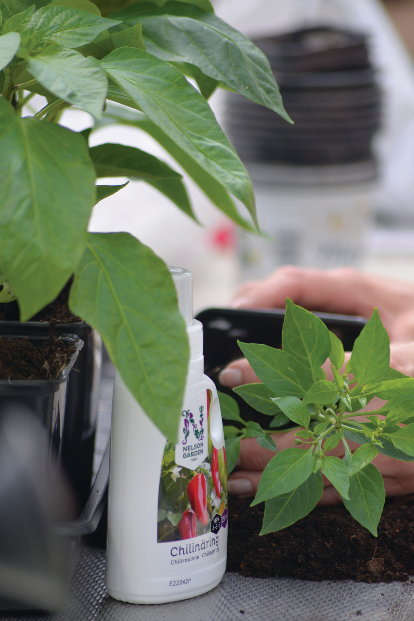 CHILINÄRING NELSON GARDEN 250ML