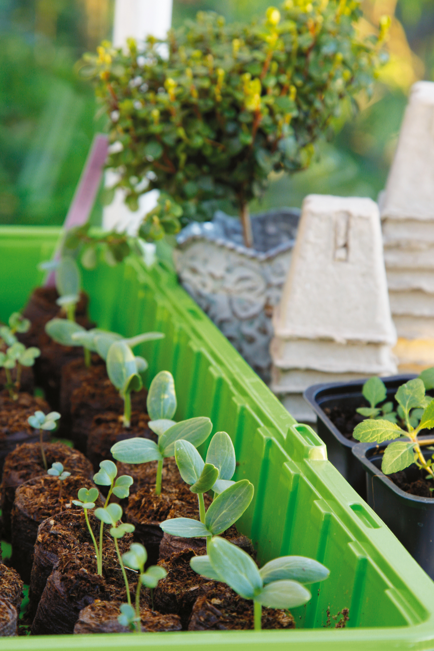 MINIDRIVHUS NELSON GARDEN WINDOW M 24 KRUKOR