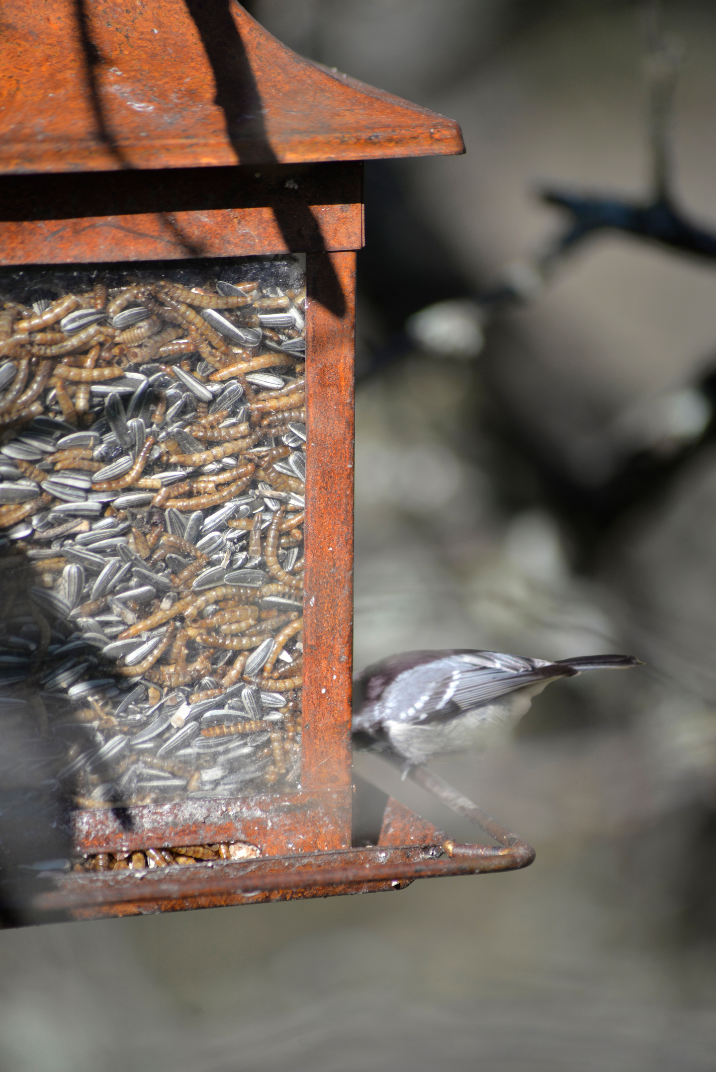 MJÖLMASK, NELSON GARDEN TORKADE 300G