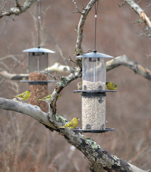 FÅGELMATARE NELSON GARDEN FRÖ STYLISH SVART, 35CM