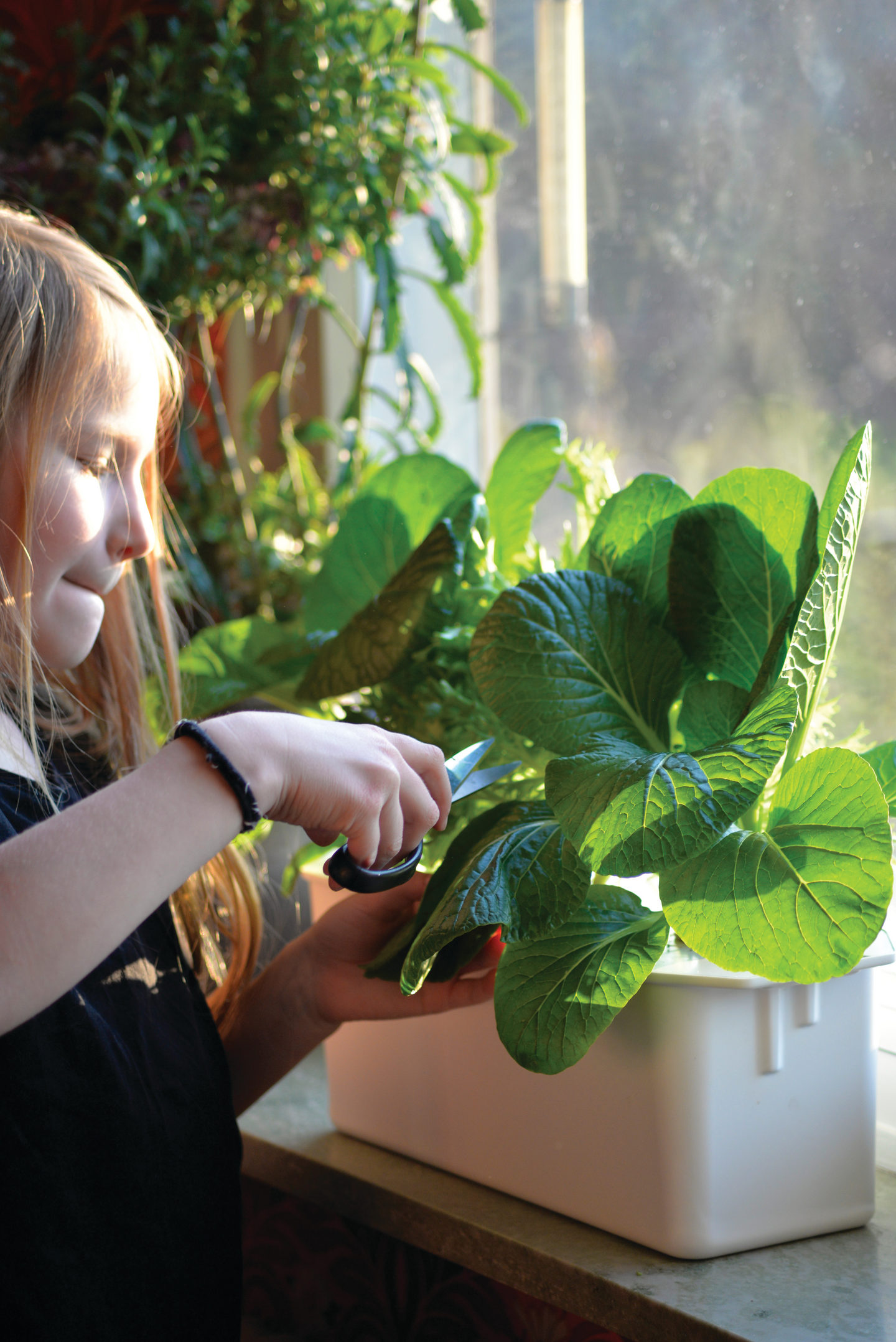 HARVY NELSON GARDEN HYDROPONISK ODLING, 3, VITT LOCK KIT