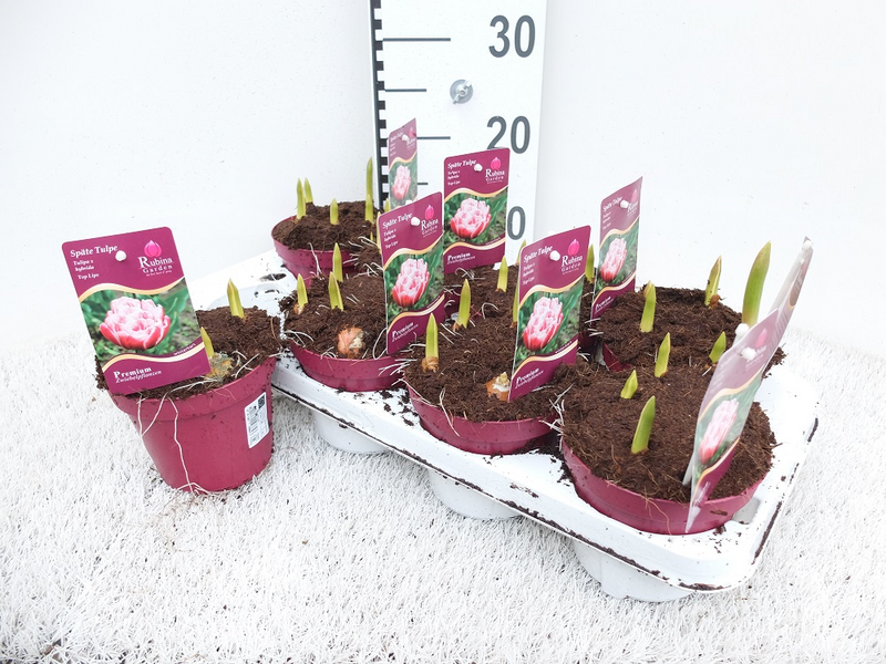 Tulppaaniruukku Toplips kerrottu hybridilajike 13cm ruukku