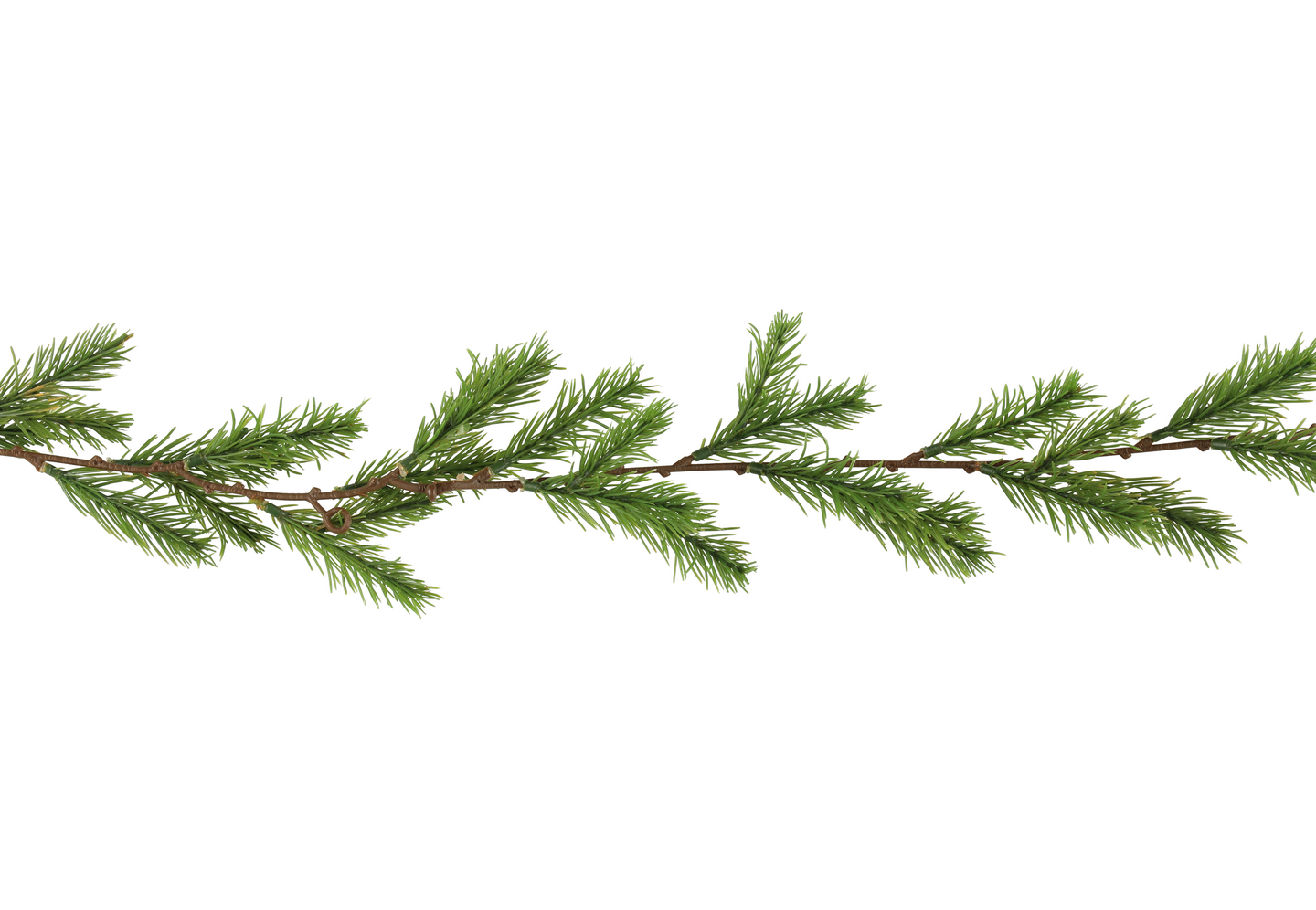 Köynnös Winteria kuusi 180cm