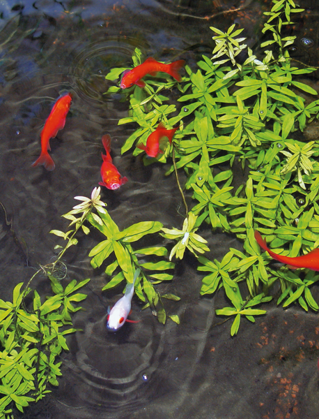 Lammenhoitoaine Aqua Start 500 ml